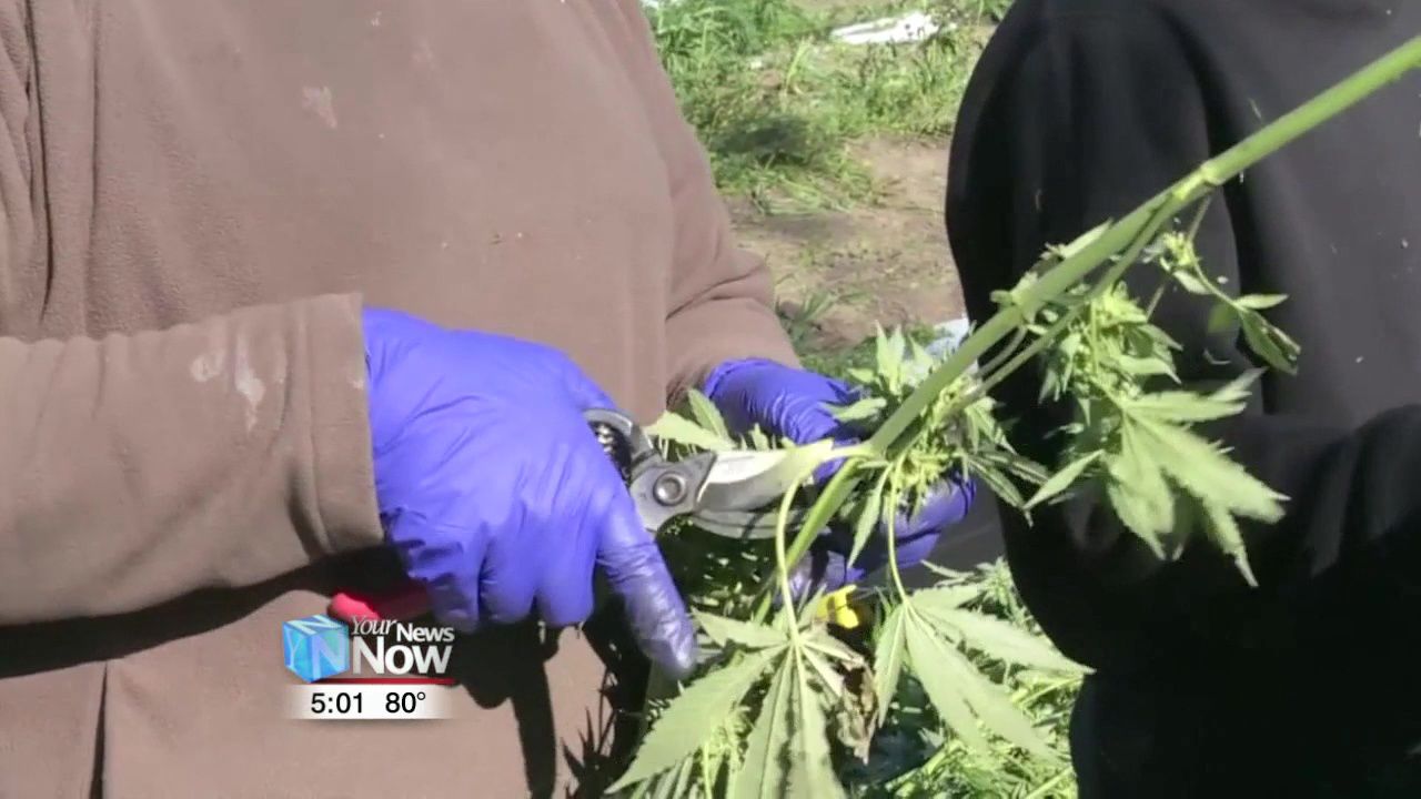 Ohio farmers could be growing hemp as soon as spring of 2020 1.jpg
